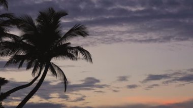 Dramatik bulutlar ile gündoğumu gökyüzüne karşı Palmiye ağacı siluetleri