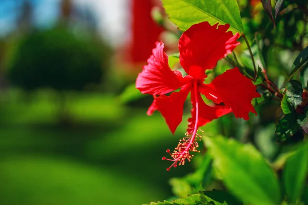 Flor Tropical Hibiscus. DOF superficial — Fotografia de Stock