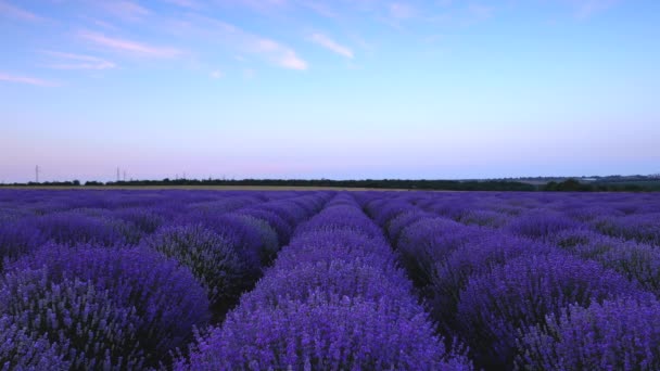 Zonsondergang Landschap Van Lavendel Veld Eindeloze Bloeiende Rijen Zomer — Stockvideo