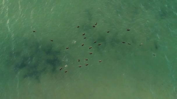 Vatten Ankor Simma Havet Yta Antenn Drone View — Stockvideo