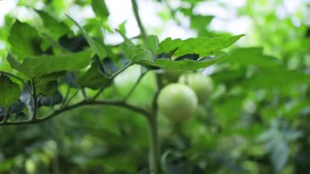 Tomates Verdes Vermelhos Uma Fábrica Uma Estufa Legumes Frescos Caseiros — Vídeo de Stock