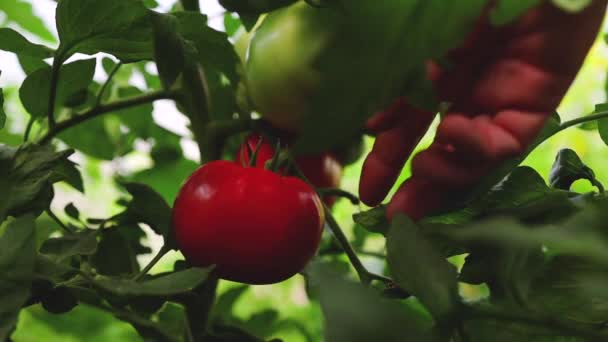 Farmer Kezek Szedés Paradicsom Egy Növény Üvegházhatást Okozó Friss Zöldségfélék — Stock videók