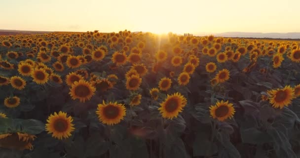 Yaz Günbatımında Ayçiçeği Tarlası Arka Planı Sarı Ayçiçeği Tarlasının Insansız — Stok video