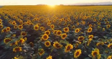 Günbatımı arkaplanındaki ayçiçeği tarlasında hava görüntüsü