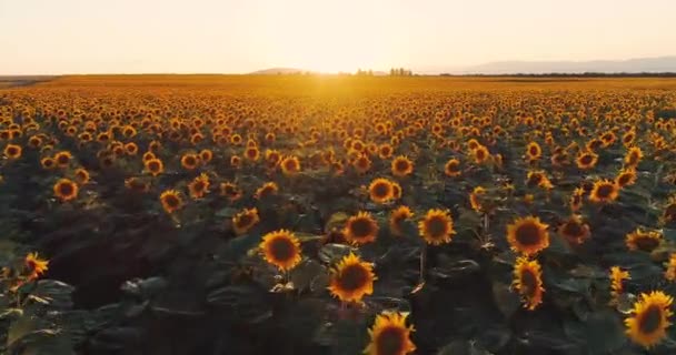 Fondo Del Campo Girasol Atardecer Verano Vista Aérea Desde Dron — Vídeos de Stock