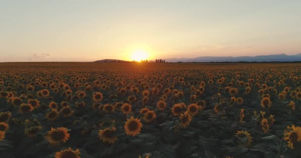 Vista Aérea Sobre Girassóis Campo Pôr Sol Fundo — Vídeo de Stock