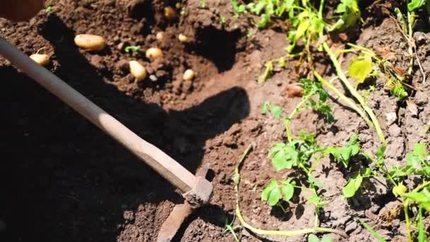 Boer Plukken Van Aardappelen Boerderij Tuin Het Platteland Landbouw Tuinbouw — Stockvideo