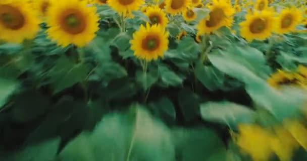 Campo Girasol Floreciente Puesta Sol Sobre Los Girasoles Vista Aérea — Vídeos de Stock