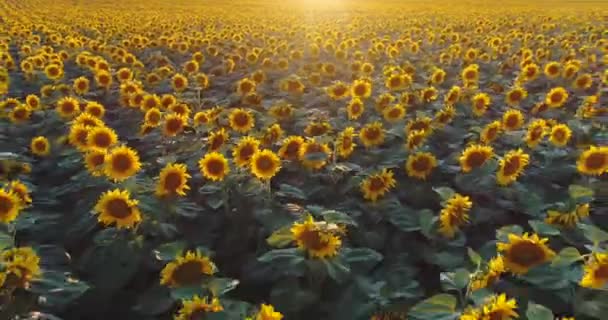 Puesta Sol Sobre Campo Girasoles Flor Contra Cielo Nublado Hermoso — Vídeos de Stock