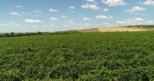 鸟瞰在乡村农田的葡萄园行 美丽的农业景观 — 图库视频影像