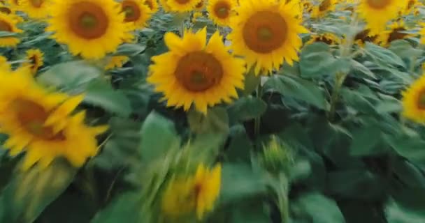 champ de tournesol à la campagne