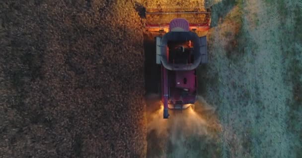 Vista Aérea Sobre Trabajo Combinar Cosechadora Campo Atardecer Recolección Tractores — Vídeos de Stock