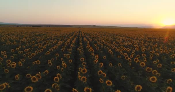 Letecký Pohled Slunečnice Pole Pozadí Západu Slunce — Stock video