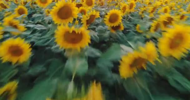 Соняшникове Поле Фону Літньому Заході Сонця Вид Повітря Безпілотник Жовтого — стокове відео