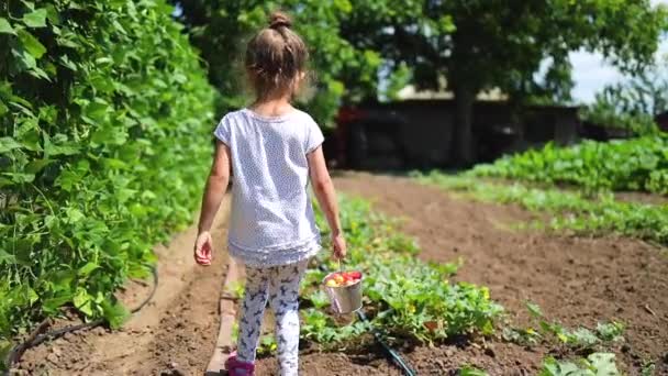 Mutlu Küçük Kız Bahçede Çilek Sepeti Ile Çalışan Kırsal Kesimde — Stok video