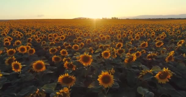 Fond de champ de tournesol sur le coucher du soleil d'été. Vue aérienne depuis un drone de champ de tournesols jaunes.