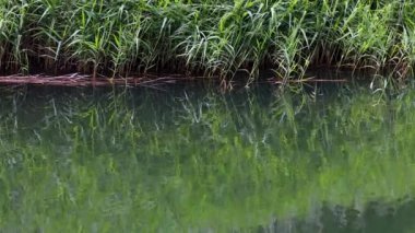 Dağ gölü ve derin yeşil ormanın dalgalı su yansıması
