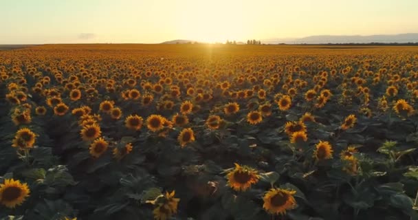 Gün Batımında Ayçiçeği Tarlası Panoramik Hava Drone Görünümü — Stok video