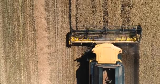 Aerial Drone Top View Working Agricultural Combine Harvest Field — Stock Video