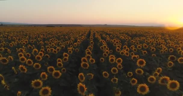 Slunečnice Při Západu Slunce Panoramatický Vzdušný Výhled — Stock video