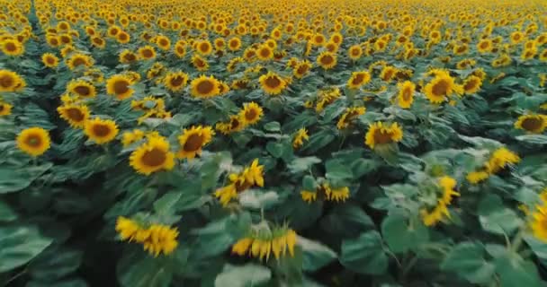 Girasoles Campo Del Campo — Vídeos de Stock