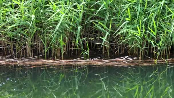 Spiegelung Von Plätscherndem Wasser Auf Bergsee Und Tiefgrünem Wald — Stockvideo