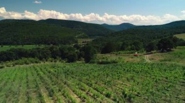 Güzel vadide tarla ve bağ sıraları, Bulgaristan, Avrupa, havadan insansız hava aracı görünümü