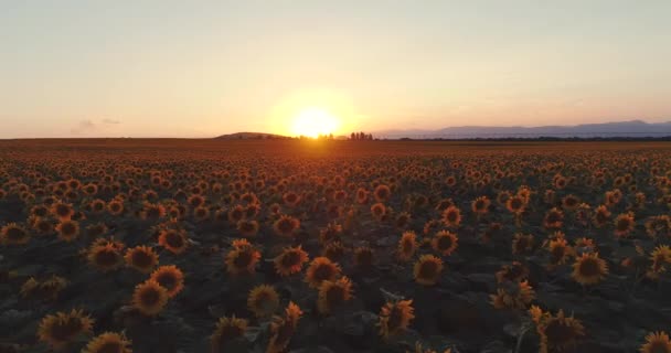 Pole Słonecznika Złoty Zachód Słońca — Wideo stockowe