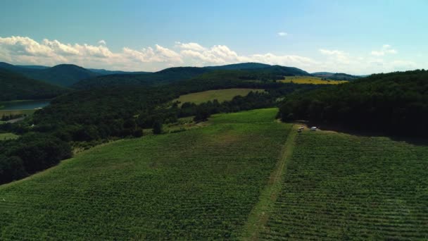 Luftaufnahme Des Sonnenuntergangs Über Weinfeldern Tal Europa Video — Stockvideo