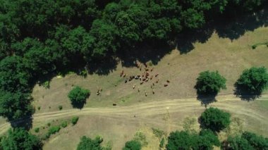 Bağ alanları yakınındaki kırsal alanda yeşil bir çayırüzerinde düzgün sürü