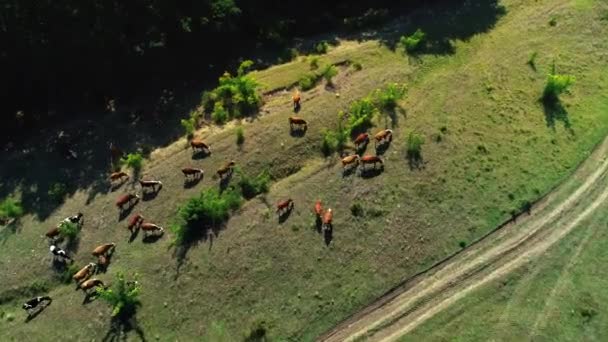 奶牛在葡萄园附近的乡村绿色牧场 — 图库视频影像
