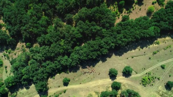 在靠近葡萄园田地的乡村的绿色牧场上 牛群中的牛群鸟瞰图 — 图库视频影像