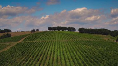 Vadi, Avrupa'da üzüm bağları tarlasında gün batımı. Havadan görünüm. Video.