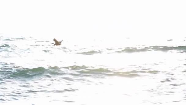 Natuurlijke Ontspanning Uitzicht Zee Zonsopgang Vliegende Vogels Het Water Vrijheid — Stockvideo