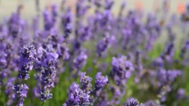 Uçan kelebek ile alanda Lavanta çiçekleri