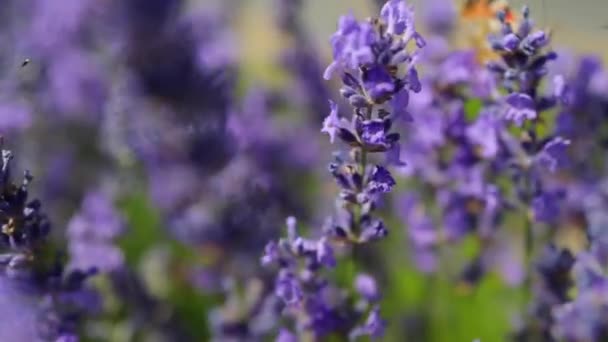 Flores Lavanda Campo Com Borboleta Voadora — Vídeo de Stock