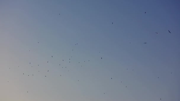 Flock Vatten Sjöfåglar Som Flyger Den Blå Klar Himmel — Stockvideo