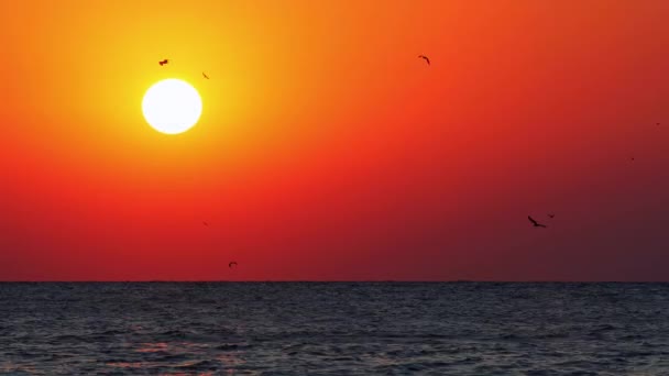 Természeti Relaxáció Kilátás Tenger Napfelkeltét Repülő Madarak Felett Víz Szabadság — Stock videók