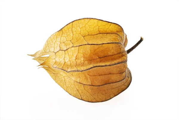 Physalis peruviana fruta tropical aislada sobre fondo blanco —  Fotos de Stock