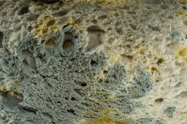 Ekmek - eski ve küflü dilimlenmiş, beyaz arka plan üzerinde izole