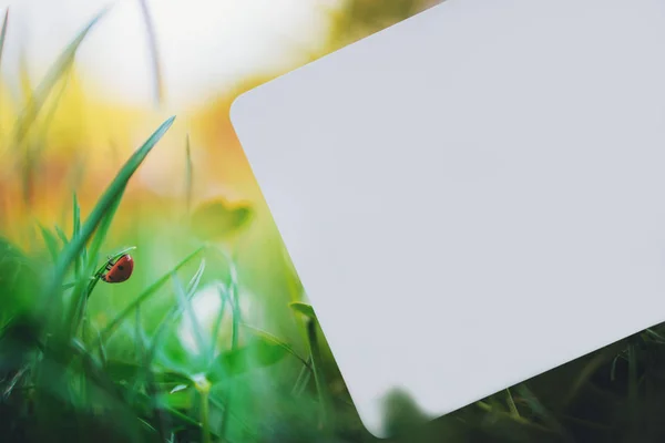 Parkta uğur böceği ile yeşil çim üzerinde boş kart — Stok fotoğraf