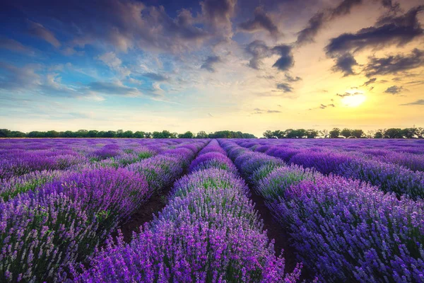 Lavendel blomma blommande fält i ändlösa rader — Stockfoto