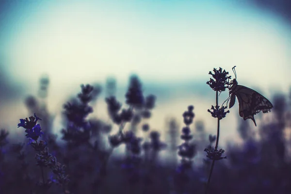 Fiori di lavanda con farfalla in un campo — Foto Stock