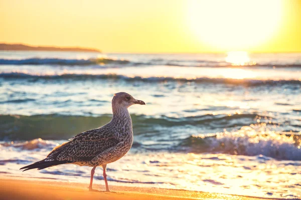 Seagull on the beach sand against the sea — Stock Photo, Image