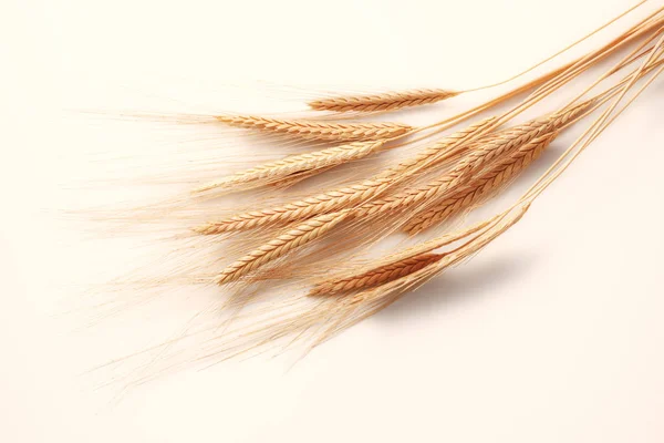 Picos de trigo isolados no fundo branco — Fotografia de Stock