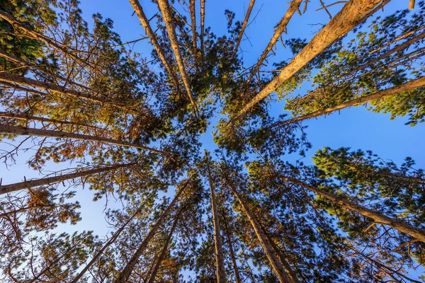 Bela natureza de manhã na floresta com sol — Fotografia de Stock