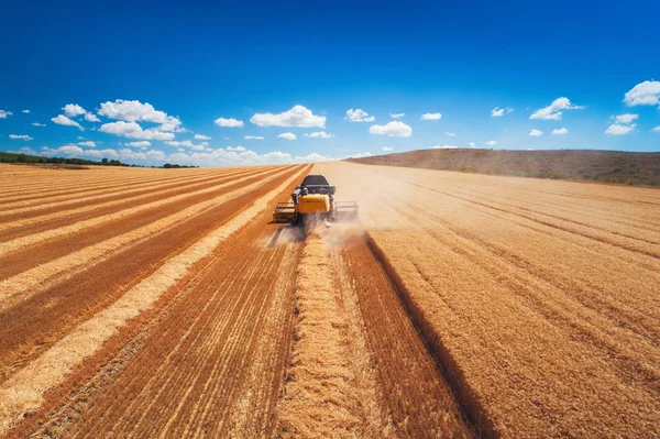 Kombinera skördare jordbruk maskin skörda gyllene mogna vetefält — Stockfoto