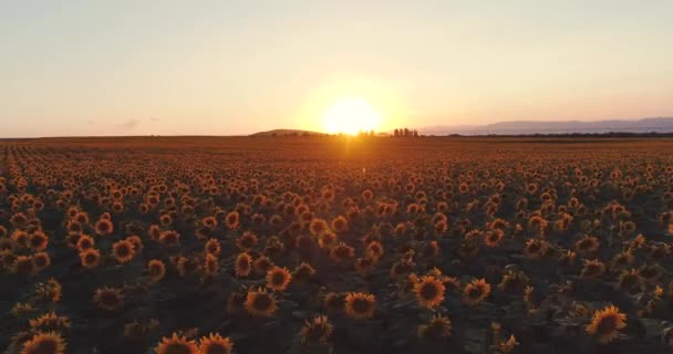 田舎のひまわり畑と黄金の夕日 — ストック動画