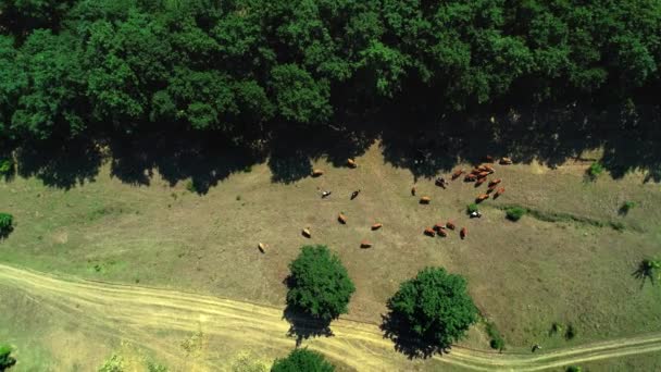 Vista Aérea Vacas Rebaño Pasto Verde Campo Cerca Campos Viñedos — Vídeos de Stock