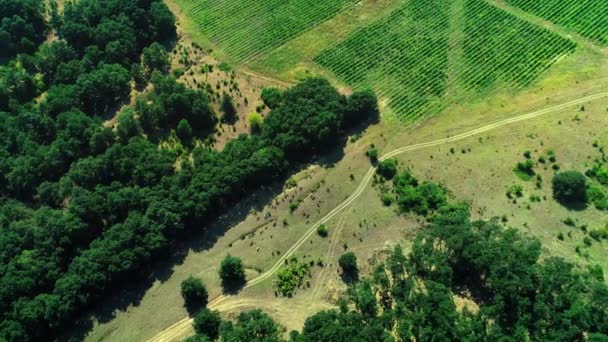 Letecký Pohled Krav Stádě Zelené Pastviny Krajině Vinic Polí — Stock video